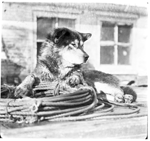 Image: Dog resting on ropes on ROOSEVELT
